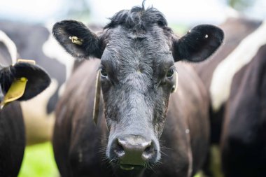 Aygır Angus, wagyu, Murray Grey, Süt ve sığır İnekleri ve otlakta otlayan boğalar. Avustralya 'da bir tarım çiftliğinde yetiştirilen hayvanlar organik ve serbest..