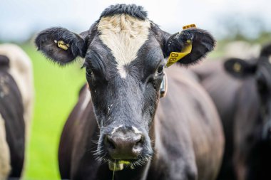 Aygır Angus, wagyu, Murray Grey, Süt ve sığır İnekleri ve otlakta otlayan boğalar. Avustralya 'da bir tarım çiftliğinde yetiştirilen hayvanlar organik ve serbest..