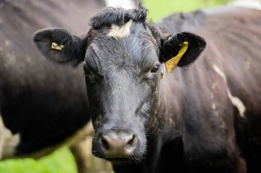 Aygır Angus, wagyu, Murray Grey, Süt ve sığır İnekleri ve otlakta otlayan boğalar. Avustralya 'da bir tarım çiftliğinde yetiştirilen hayvanlar organik ve serbest..