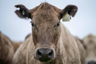 Avustralya 'da bir tarlada otlayan damızlık sığır, inek ve buzağılara yakın bir yerde. Sürü cinsleri arasında benek parkı, murray grisi, angus, brangus ve wagyu tahıl ve buğday yeme bulunmaktadır..