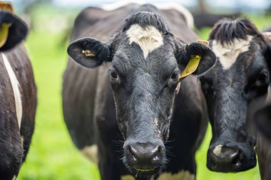 Aygır Angus, wagyu, Murray Grey, Süt ve sığır İnekleri ve otlakta otlayan boğalar. Avustralya 'da bir tarım çiftliğinde yetiştirilen hayvanlar organik ve serbest..
