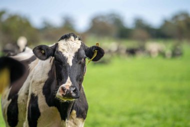 Aygır Angus, wagyu, Murray Grey, Süt ve sığır İnekleri ve otlakta otlayan boğalar. Avustralya 'da bir tarım çiftliğinde yetiştirilen hayvanlar organik ve serbest..