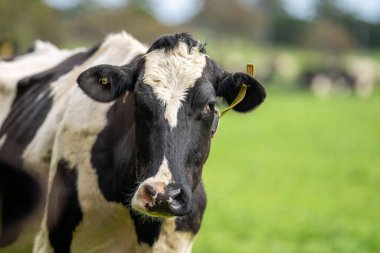 Aygır Angus, wagyu, Murray Grey, Süt ve sığır İnekleri ve otlakta otlayan boğalar. Avustralya 'da bir tarım çiftliğinde yetiştirilen hayvanlar organik ve serbest..