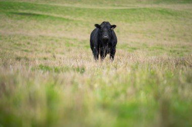 Aygır Angus, wagyu, benek parkı, Murray Grey, Süt Ürünleri, sığır İnekleri ve bir tarlada otlayan boğalar. Avustralya 'da bir tarım çiftliğinde yetiştirilen hayvanlar organik ve serbest..