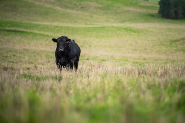 Aygır Angus, wagyu, benek parkı, Murray Grey, Süt Ürünleri, sığır İnekleri ve bir tarlada otlayan boğalar. Avustralya 'da bir tarım çiftliğinde yetiştirilen hayvanlar organik ve serbest..