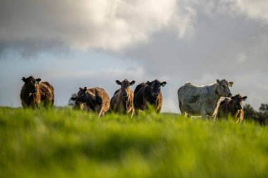 Aygır Angus, wagyu, Murray Grey, Süt ve sığır İnekleri ve bir tarlada otlayan boğalar. Avustralya 'da bir tarım çiftliğinde yetiştirilen hayvanlar organik ve serbest..
