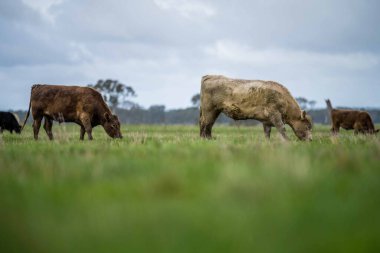 Aygır Angus, wagyu, Murray Grey, Süt ve sığır İnekleri ve bir tarlada otlayan boğalar. Avustralya 'da bir tarım çiftliğinde yetiştirilen hayvanlar organik ve serbest..