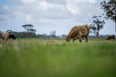 Aygır Angus, wagyu, Murray Grey, Süt ve sığır İnekleri ve bir tarlada otlayan boğalar. Avustralya 'da bir tarım çiftliğinde yetiştirilen hayvanlar organik ve serbest..
