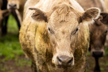 Avustralya 'da bir tarlada otlayan damızlık sığır ve sığırların yakınına. saman ve tohum yiyorlar. Türleri arasında benek parkı, murray grisi, angus, brangus ve wagyu bulunur..