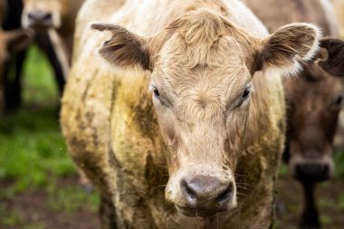 Avustralya 'da bir tarlada otlayan damızlık sığır ve sığırların yakınına. saman ve tohum yiyorlar. Türleri arasında benek parkı, murray grisi, angus, brangus ve wagyu bulunur..