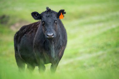 Aygır Angus, wagyu, Murray Grey, Süt ve sığır İnekleri ve bir tarlada otlayan boğalar. Avustralya 'da bir tarım çiftliğinde yetiştirilen hayvanlar organik ve serbest..