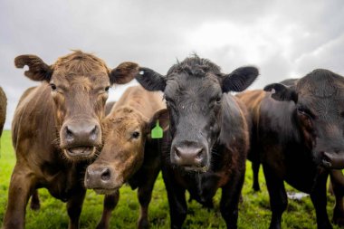 Aygır Angus, wagyu, Murray Grey, Süt ve sığır İnekleri ve bir tarlada otlayan boğalar. Avustralya 'da bir tarım çiftliğinde yetiştirilen hayvanlar organik ve serbest..