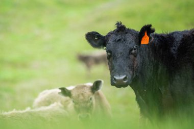 Aygır Angus, wagyu, Murray Grey, Süt ve sığır İnekleri ve bir tarlada otlayan boğalar. Avustralya 'da bir tarım çiftliğinde yetiştirilen hayvanlar organik ve serbest..