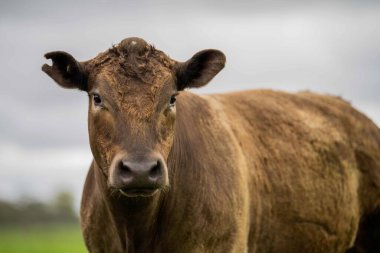 Avustralya 'da yeşil çimlerde otlayan damızlık sığır ve boğalar benekli park, Murray Grey, Angus ve Brangus' u kapsar..