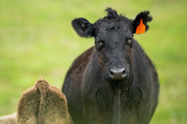 Aygır Angus, wagyu, Murray Grey, Süt ve sığır İnekleri ve bir tarlada otlayan boğalar. Avustralya 'da bir tarım çiftliğinde yetiştirilen hayvanlar organik ve serbest..