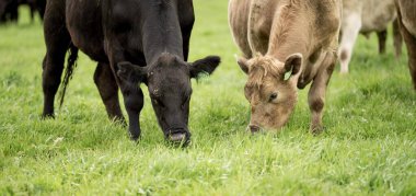 Avustralya 'da bir tarlada otlayan damızlık sığır ve sığırların yakınına. saman ve tohum yiyorlar. Türleri arasında benekli park, Murray Grey, Angus, Brangus ve Wagyu bulunur..