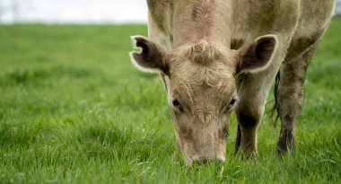 Avustralya 'da bir tarlada otlayan damızlık sığır ve sığırların yakınına. saman ve tohum yiyorlar. Türleri arasında benekli park, Murray Grey, Angus, Brangus ve Wagyu bulunur..