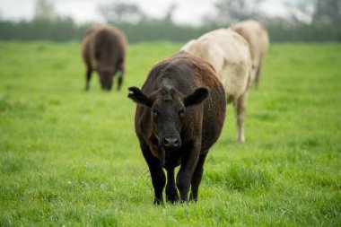 Avustralya 'da bir tarlada otlayan damızlık sığır ve sığırların yakınına. saman ve tohum yiyorlar. Türleri arasında benekli park, Murray Grey, Angus, Brangus ve Wagyu bulunur..