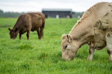 Avustralya 'da bir çayırda otlayan ineklerin yakınına.