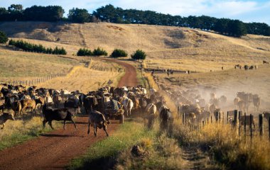Aygır Angus, wagyu, benek parkı, Murray Grey, Süt Ürünleri, sığır İnekleri ve bir tarlada otlayan boğalar. Avustralya 'da bir tarım çiftliğinde yetiştirilen hayvanlar organik ve serbest..