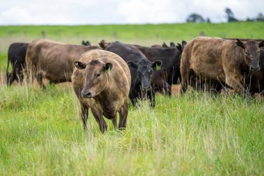 Avustralya 'da bir çiftlik çiftliğinde otlayan sığır ve buzağılara yakından bakın. Saman yiyen sığırlar. Cinsler arasında benekli park, Murray Grey, angus, Brangus, hereford, wagyu, süt inekleri,.