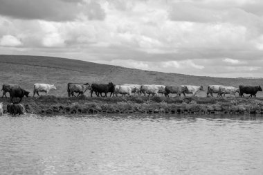 Avustralya 'da bir çiftlik çiftliğinde sığır ve buzağıların otlatılması. Saman yiyen sığırlar. Cinsler arasında benekli park, Murray Grey, angus, Brangus, hereford, wagyu, süt inekleri,.
