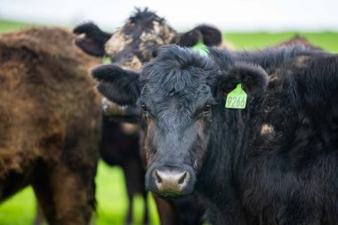Avustralya 'da yeşil çimlerde otlayan damızlık sığır ve boğalar benekli park, Murray Grey, Angus ve Brangus' u kapsar..