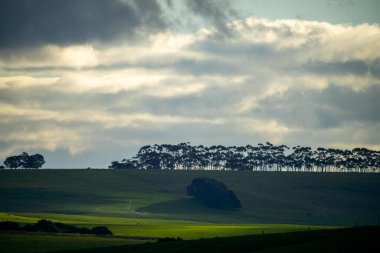 Avustralya 'da bir çiftlik çiftliğinde otlayan sığır ve buzağılara yakından bakın. Saman yiyen sığırlar. Cinsler arasında benekli park, Murray Grey, angus, Brangus, hereford, wagyu, süt inekleri,.