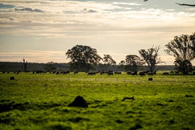 Avustralya 'da bir çiftlik çiftliğinde otlayan sığır ve buzağılara yakından bakın. Saman yiyen sığırlar. Cinsler arasında benekli park, Murray Grey, angus, Brangus, hereford, wagyu, süt inekleri,.