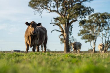 Avustralya 'da bir çiftlik çiftliğinde otlayan sığır ve buzağılara yakından bakın. Saman yiyen sığırlar. Cinsler arasında benekli park, Murray Grey, angus, Brangus, hereford, wagyu, süt inekleri,.