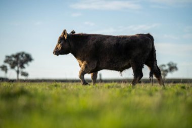 Avustralya 'da bir çiftlik çiftliğinde otlayan sığır ve buzağılara yakından bakın. Saman yiyen sığırlar. Cinsler arasında benekli park, Murray Grey, angus, Brangus, hereford, wagyu, süt inekleri,.