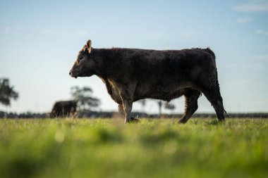 Avustralya 'da bir çiftlik çiftliğinde otlayan sığır ve buzağılara yakından bakın. Saman yiyen sığırlar. Cinsler arasında benekli park, Murray Grey, angus, Brangus, hereford, wagyu, süt inekleri,.