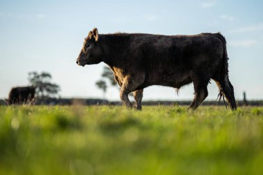 Avustralya 'da bir çiftlik çiftliğinde otlayan sığır ve buzağılara yakından bakın. Saman yiyen sığırlar. Cinsler arasında benekli park, Murray Grey, angus, Brangus, hereford, wagyu, süt inekleri,.