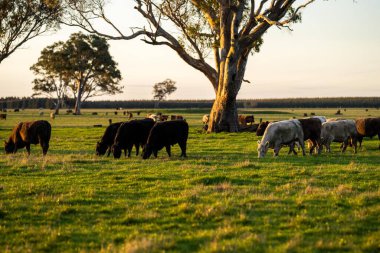 Avustralya 'da bir çiftlik çiftliğinde otlayan sığır ve buzağılara yakından bakın. Saman yiyen sığırlar. Cinsler arasında benekli park, Murray Grey, angus, Brangus, hereford, wagyu, süt inekleri,.
