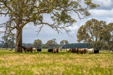 Avustralya 'da bir tarlada otlayan damızlık sığır, inek ve buzağılara yakın bir yerde. Sürü türleri arasında benekli park, Murray Grey, Angus, Brangus ve Wagyu bahar ve yaz aylarında uzun otlaklarda bulunur..
