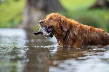 Golden retriever Avustralya 'da bir inek çiftliğinde suda yüzüyor..
