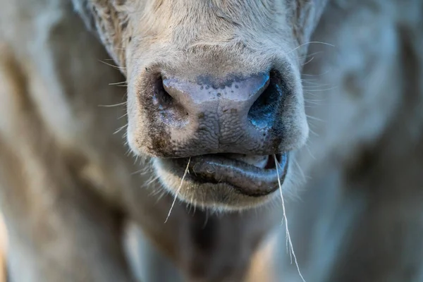 Close Touros Stud Beef Vacas Bezerros Pastando Grama Campo Austrália — Fotografia de Stock