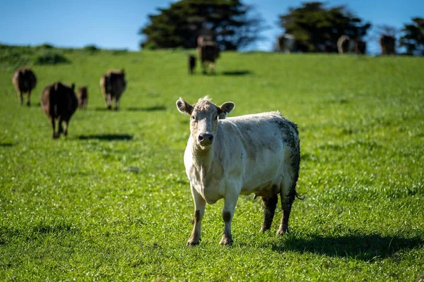 Close up of Stud Beef bulls, cows and calves grazing on grass in a field, in Australia. breeds of cattle include speckled park, murray grey, angus, brangus and wagyu on long pasture in spring and summer.