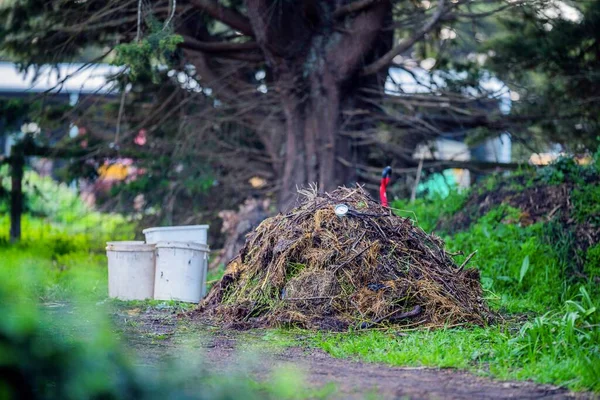 Kontrolle Der Temperatur Eines Komposthaufens Auf Einem Bauernhof — Stockfoto