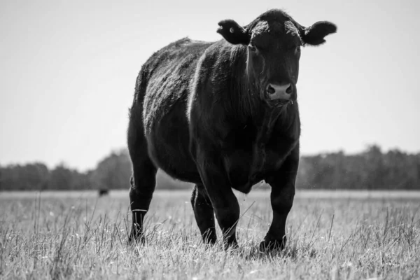 Primer Plano Los Toros Stud Beef Vacas Terneros Pastando Hierba —  Fotos de Stock