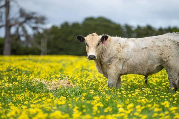 Aygır Angus, benek parkı, wagyu ve Murray Grey, Süt Ürünleri, sığır boğaları ve inekler Avustralya 'da bir tepede otlanıyorlar..