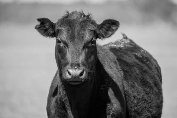 Primer Plano Los Toros Stud Beef Vacas Terneros Pastando Hierba —  Fotos de Stock