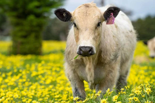 Stud Angus Speckle Park Wagyu Murray Cinza Laticínios Touros Vaca — Fotografia de Stock