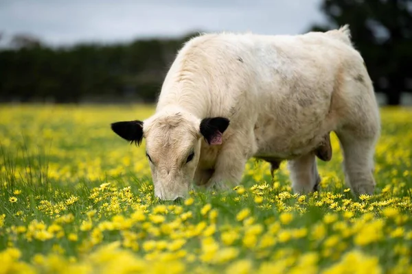 Krowy Wołowe Cielęta Pasące Się Trawie Australii Jem Siano Kiszonkę — Zdjęcie stockowe