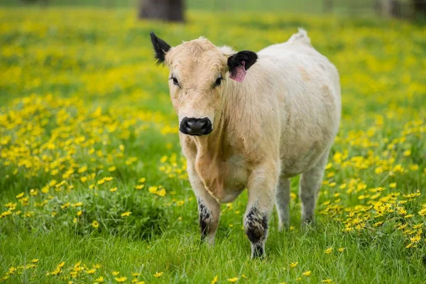 Primer Plano Los Toros Stud Beef Vacas Terneros Pastando Hierba — Foto de Stock