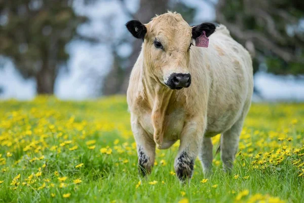 Großaufnahme Von Stud Beef Bullen Kühen Und Kälbern Die Auf — Stockfoto