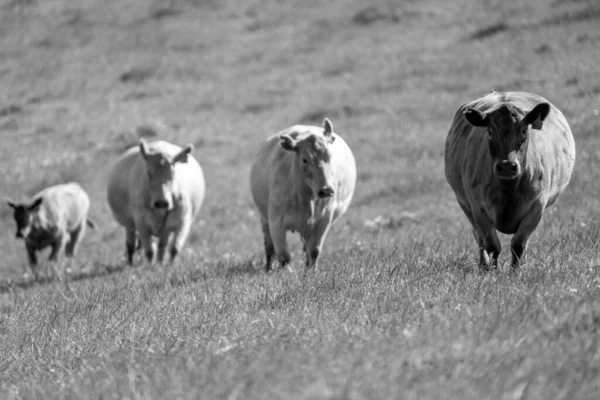 Close Touros Stud Beef Vacas Bezerros Pastando Grama Campo Austrália — Fotografia de Stock