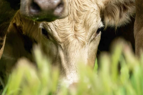 Großaufnahme Von Stud Beef Bullen Kühen Und Kälbern Die Auf — Stockfoto