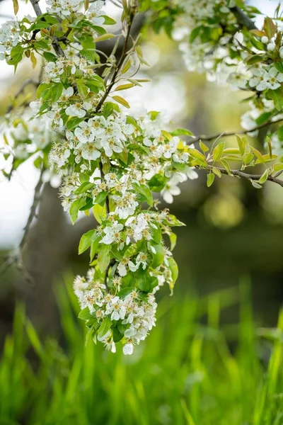 Цвіт Квітах Яблучних Фруктових Деревах Навесні Австралії Білими Зеленими Кольорами — стокове фото