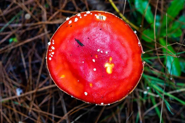 Gorros Leite Açafrão Forrageamento Cogumelos Abaixo Uma Floresta Pinheiro Plantação — Fotografia de Stock